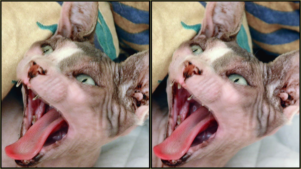 Devil kitty 3D (stereoscopic)