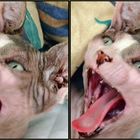 Devil kitty 3D (stereoscopic)