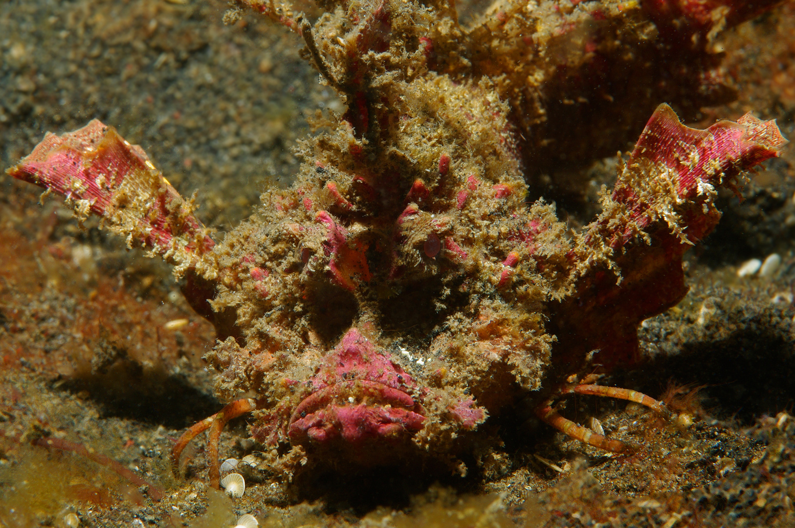 Devil Scorpionfish