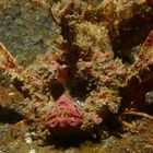 Devil Scorpionfish