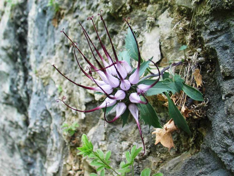 DEVIL'S CLAW (PHYSOPLEXIS COMOSA)