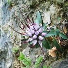 DEVIL'S CLAW (PHYSOPLEXIS COMOSA)