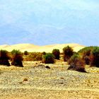 Devil´s Cornfield im Death Valley NP