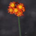 Devils Paintbrush - Hieracium Aurantiacum