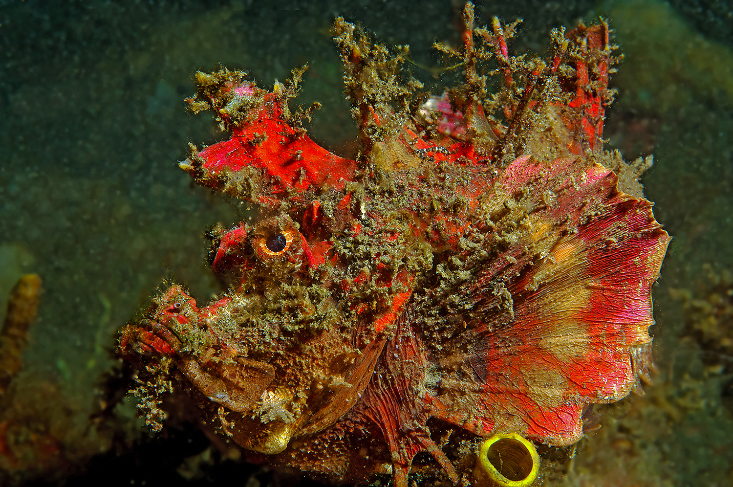 Devils-Scorpionsfish