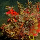 Devils-Scorpionsfish