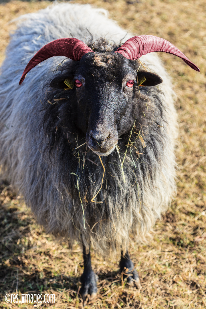 Devils Sheep