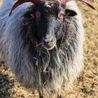 Devils Sheep