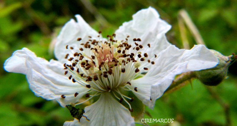 ...DEVINETTE, mais quelle est cette fleur???