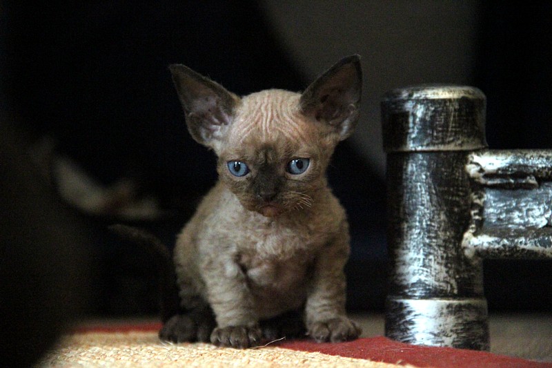 Devon Rex