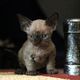 Devon Rex