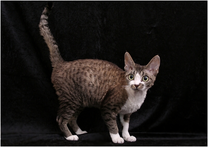 Devon Rex