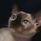 Devon Rex