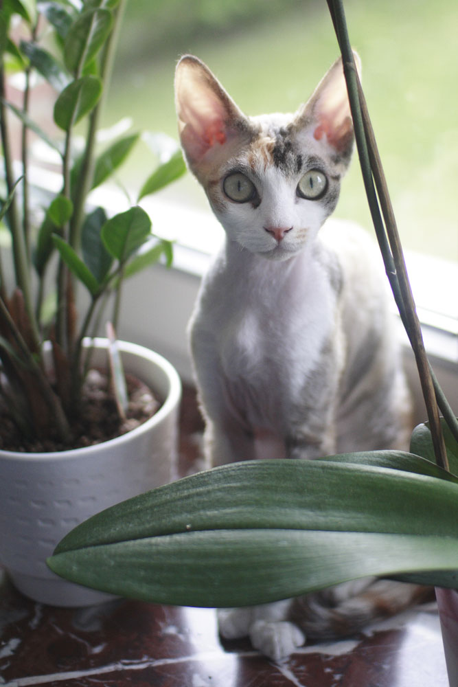 Devon Rex am Blumenfenster