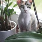 Devon Rex am Blumenfenster