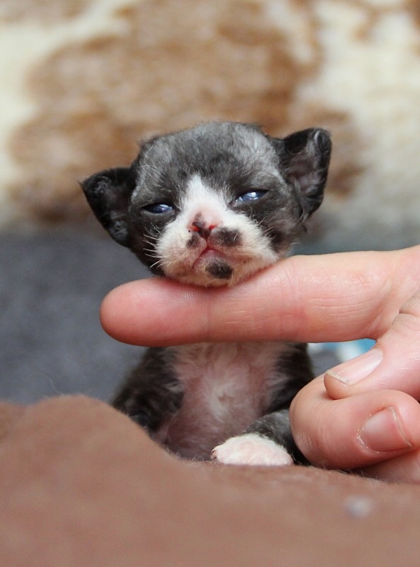 Devon Rex Baby Foto & Bild | tiere, haustiere, katzen ...
