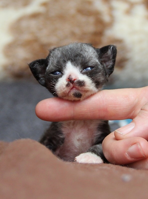 Devon Rex Baby