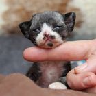 Devon Rex Baby