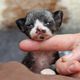 Devon Rex Baby