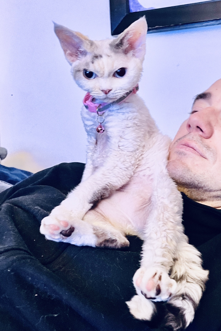 Devon Rex