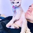 Devon Rex