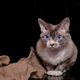 Devon Rex