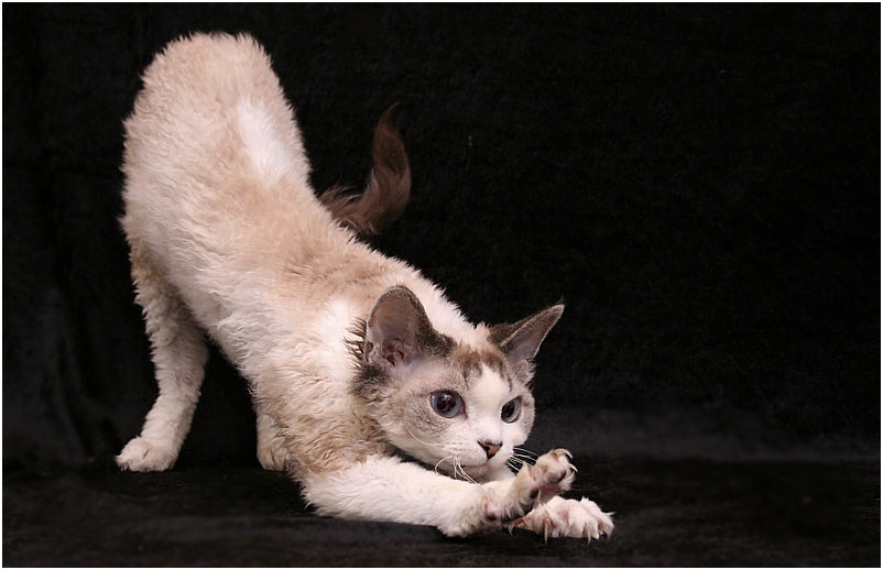 Devon Rex II