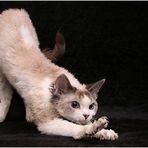 Devon Rex II