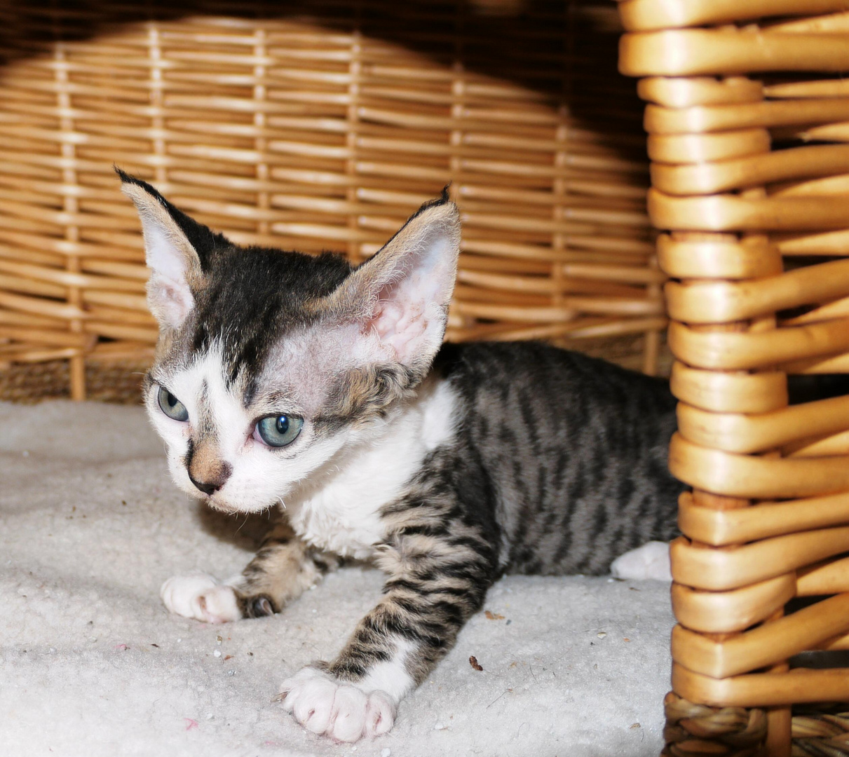 Devon Rex Kobolde der Katzenwelt