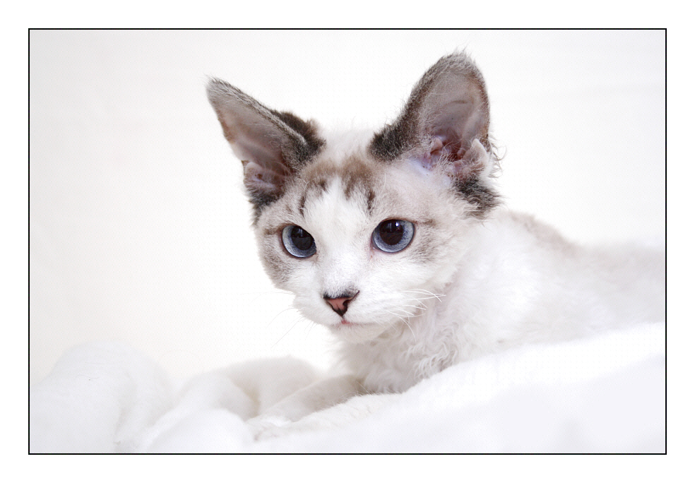 Devon Rex Mädchen