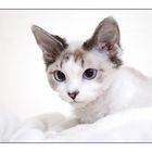 Devon Rex Mädchen