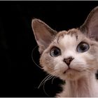 Devon Rex – Oft verkannt, obwohl kaum bekannt