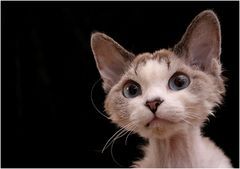 Devon Rex – Oft verkannt, obwohl kaum bekannt