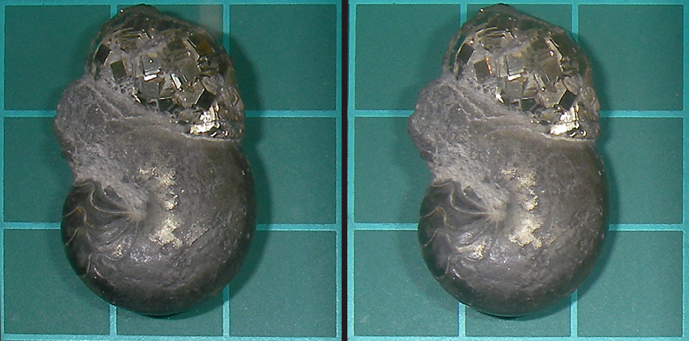 Devonischer "Ammonit"