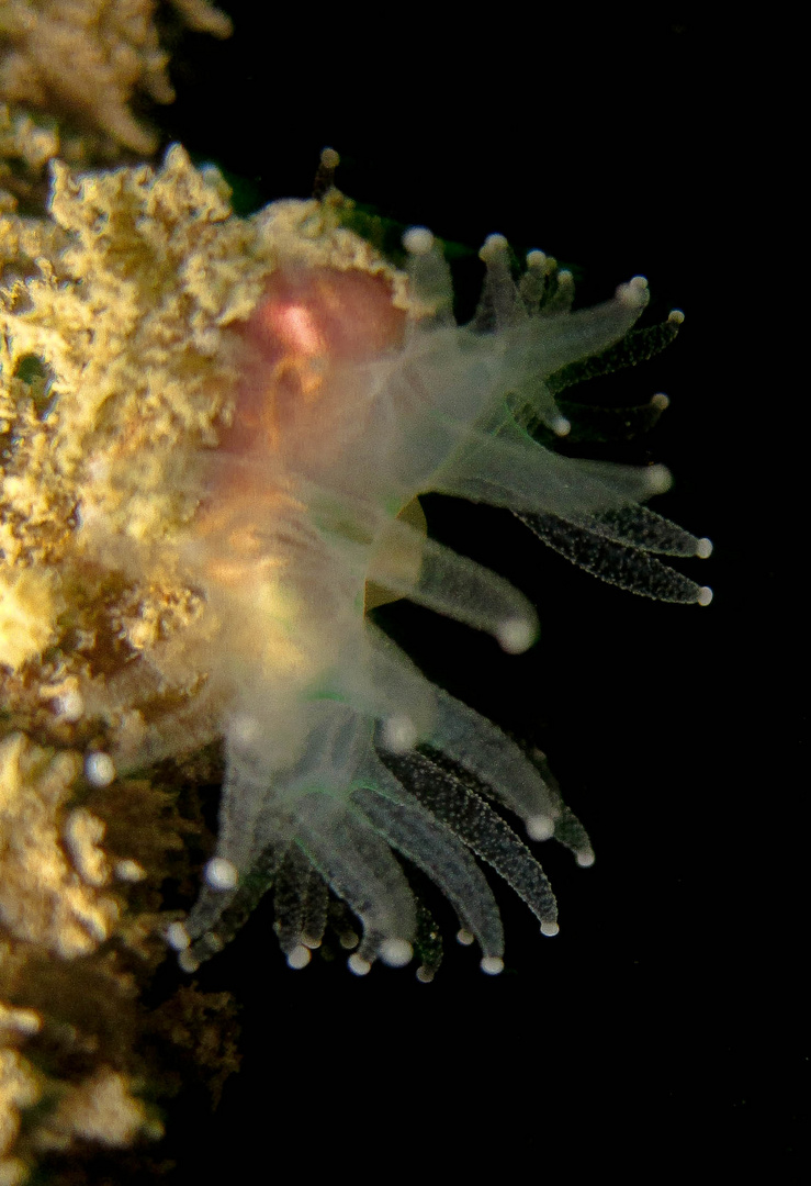 Devonshire Cup Coral - Carophyllia smithii