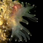 Devonshire Cup Coral - Carophyllia smithii