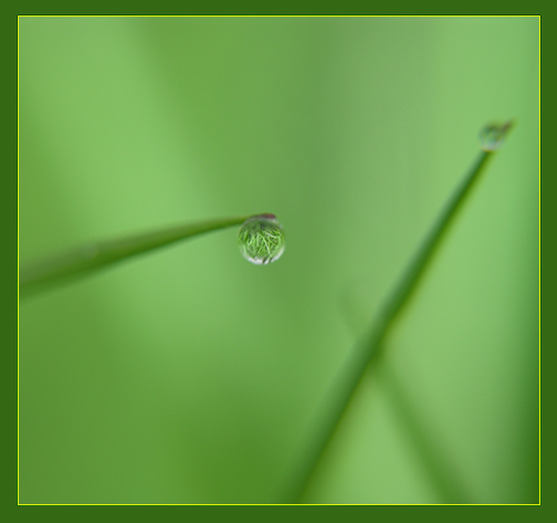 Dew