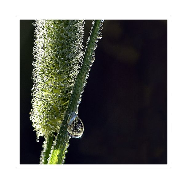 dew and drop