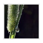 dew and drop
