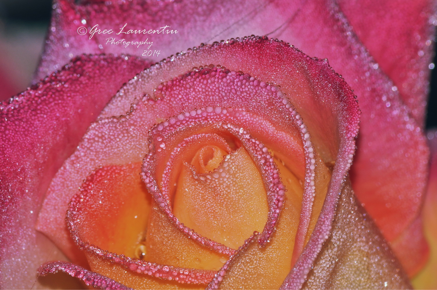 Dew and rose