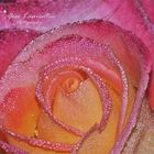 Dew and rose