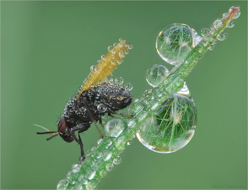 dew and the fly