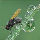 dew and the fly