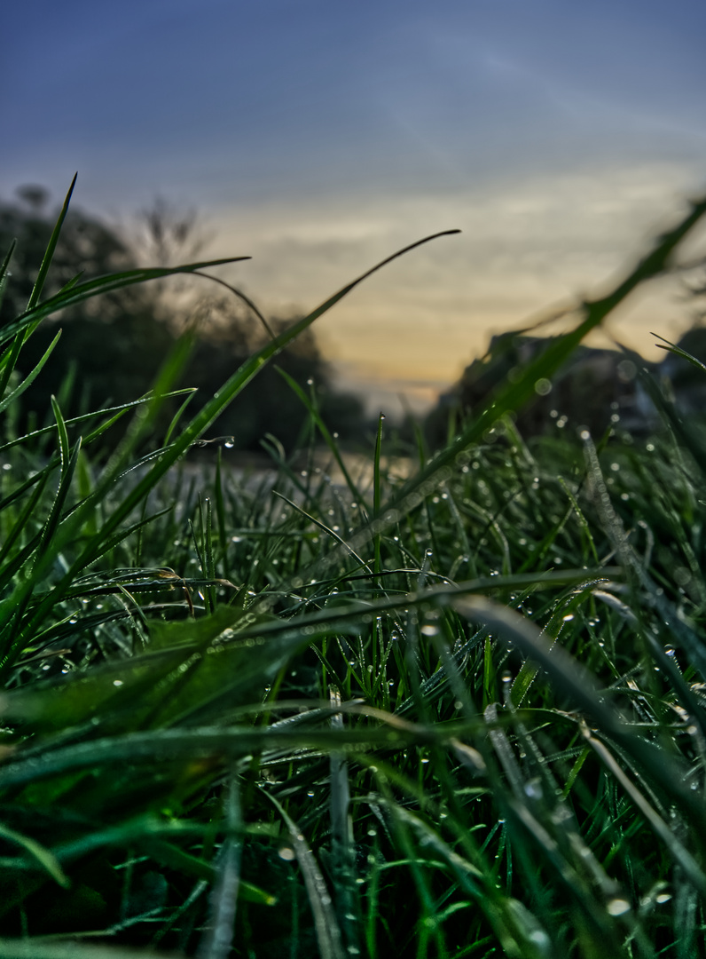dew covered grass blades in the early morning