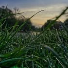 dew covered grass blades in the early morning