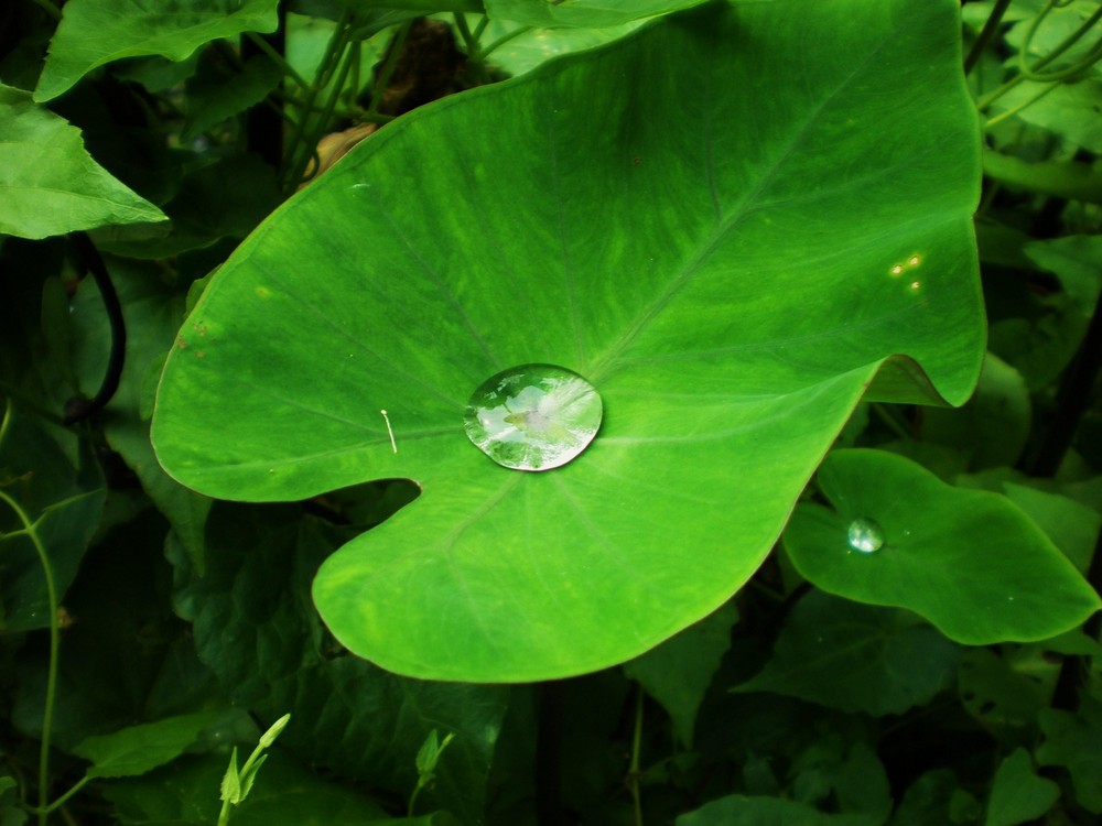 dew drop