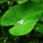 dew drop