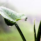 Dew Drop