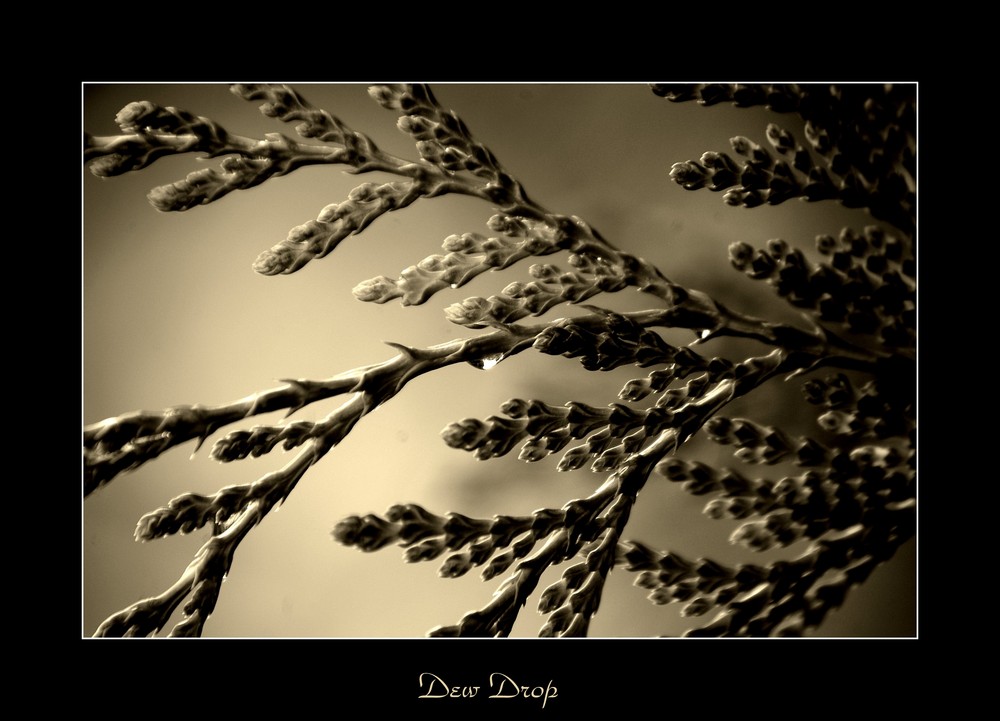 Dew Drop