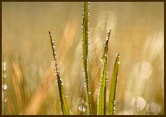 Dew dropps glisten in the grass